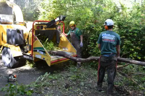 tree services Chula Vista